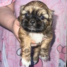 Boy2 longer right white marking on paw - Brindle male Shih Tzu puppy in Citrus Heights, California from The Lion dog Shih Tzu