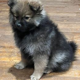 Pomeranians and Pomskies from Michelle’s Posh Pomsky