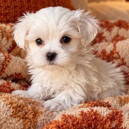 Boy 1 - White male Maltese puppy in Charlotte, North Carolina from Toy Poodle and Maltese Perfection
