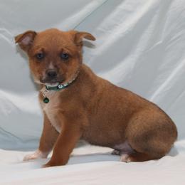 Luke - Red mottled male Australian Cattle Dog puppy in Willamina, Oregon from Cherished Chihuahuas