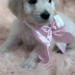 Goldendoodle, Golden Retriever, Poodle, and Shih Tzu Puppies from Platinum Paws Puppies