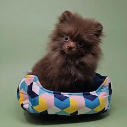 Macadamia - Chocolate female Pomeranian puppy in Los Angeles, California from Pommies of LA