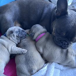 French Bulldog Puppies from Upcountry Frenchies