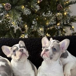 French Bulldog Puppies from Top Billin' Frenchies, LLC