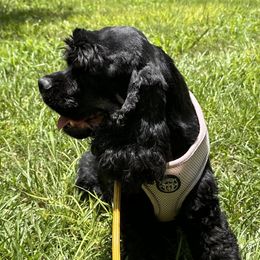 Bernedette - Cocker Spaniel