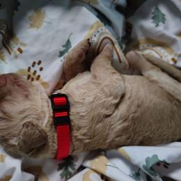 Red Collar - Cream male Goldendoodle puppy in Willow Springs, Missouri from Todd Family Homestead