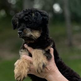 Selina - Black phantom female Aussiedoodle puppy in Angola, Indiana from Classic City Doodles