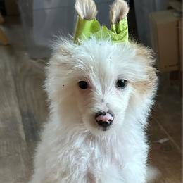 Brooks - White and chocolate male Chinese Crested puppy in New Windsor, Maryland from Ambush Kennel