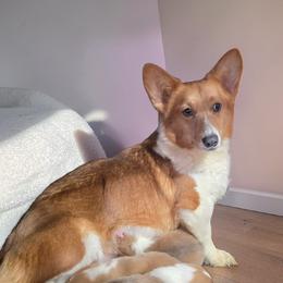 Clover - Pembroke Welsh Corgi