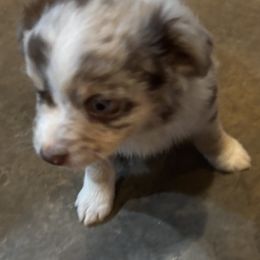 Miniature Australian Shepherd Puppies from Mini Aussies In Texas