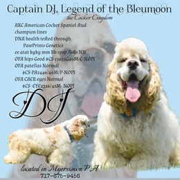 DJ - Cocker Spaniel