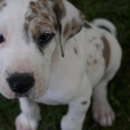 Great Dane Puppies from Cook’s Gentle Giants
