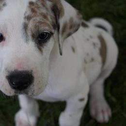 Great Dane Puppies from Cook’s Gentle Giants