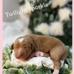 Twilight Sparkle - Apricot female Australian Labradoodle puppy in Gladstone, Oregon from Beaver State Labradoodles