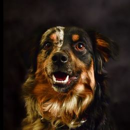 Nolli - Miniature Australian Shepherd