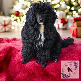 Cleo - Poodle