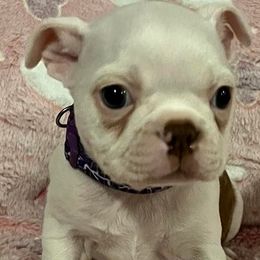 Boston Terrier Puppies from Heather's Boston Babies