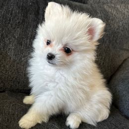 CLOUD - White female Pomeranian puppy in Interlachen, Florida from DK DARLINGS