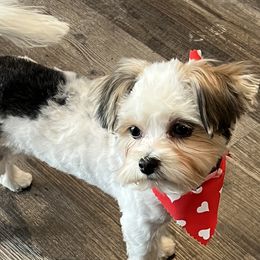 Quincy - Morkie