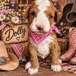 Dolly - Red  female Goldendoodle puppy in Ozark, Missouri from Halo Doodles