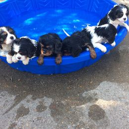 Cavalier King Charles Spaniel Puppies from Colorful Cavaliers