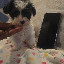 Girl 1 - Tri-color female Yorkipoo puppy in North Augusta, South Carolina from Tiny Paws Luxury Pets