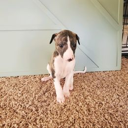 Whippet Puppies from Whippety Split