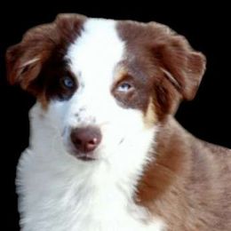 BLITZEN - Red tri Miniature Australian Shepherd puppy in Ennis, Texas from God’s Little Aussies