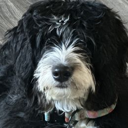 Bernedoodles from Sandi Piercy