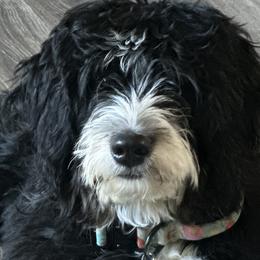 Bernedoodles from Sandi Piercy