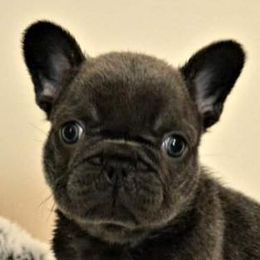 Bulldogs, Dachshunds, French Bulldogs, and Great Danes from Trumans Great Danes