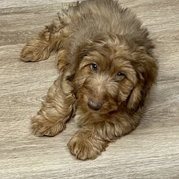 Randy - Red Dachshund puppy in Apple Springs, Texas from Hot Diggity Dogs