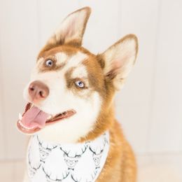 Kida - Pomsky