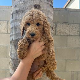Grey - Apricot male Goldendoodle puppy in Bakersfield, California from Lavish Doodles