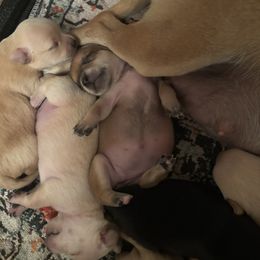 Chihuahua Puppies from Van Ausdoll Kennels