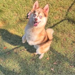 Marlon 1700 - Merle male Pomsky puppy in Murfreesboro, Tennessee from Middle Tennessee Pomskies