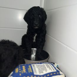 Boy 2 - Black Goldendoodle puppy in Franklin, North Carolina from Carolina Doodles