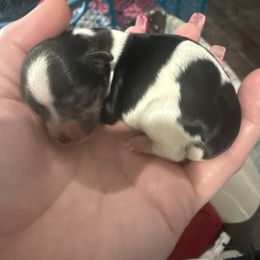 Digger - Parti male Yorkshire Terrier puppy in Independence, Kentucky from 4paws4ever by Design