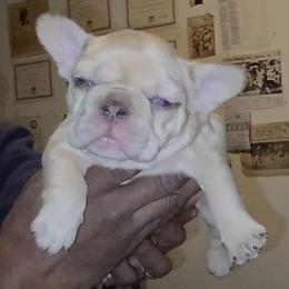 Girl 2 - Tricolors female French Bulldog puppy in Charlotte, North Carolina from Solid Bulls Kamp LLC