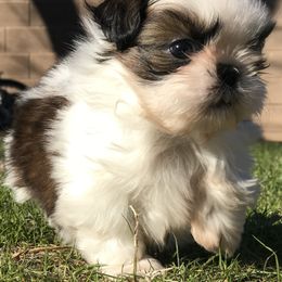 Shih Tzu Puppies from Willow Lane Shih Tzus
