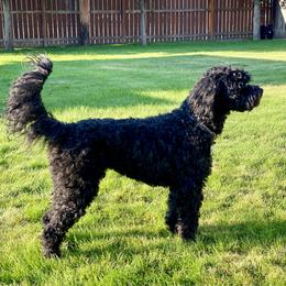 Cooper - Australian Labradoodle