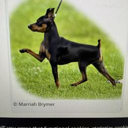 Leo - Miniature Pinscher