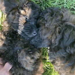 Poodle Puppies from Bright Morning Star Pups