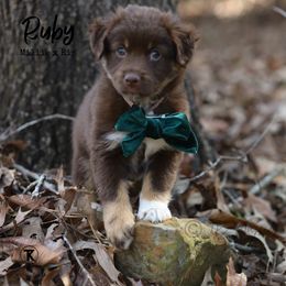 Australian Shepherd, Miniature American Shepherd, Miniature Australian Shepherd, and Toy Australian Shepherd Puppies from TK Standard, Mini, & Toy Aussies