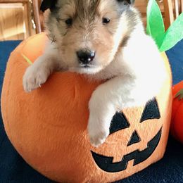 Collie Puppies from Goodwin Collies