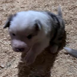 Penny - Sable merle female Border Collie puppy in New Franklin, Ohio from Whipple Farms