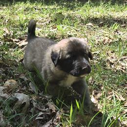 Anna - Fawn female Anatolian Shepherd Dog puppy in La Grange, Georgia from Florida Anatolian Shepherds