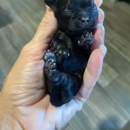 Truffle - Black gold and white female Shihpoo puppy in Millsap, Texas from Gaston’s Posh Poodles and Doodles