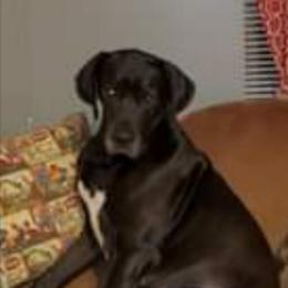 Shadow - Great Dane