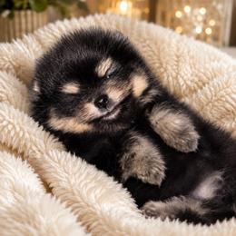 Blk n tan - Black and tan male Pomeranian puppy in Fayetteville, North Carolina from Tar-heel Poms